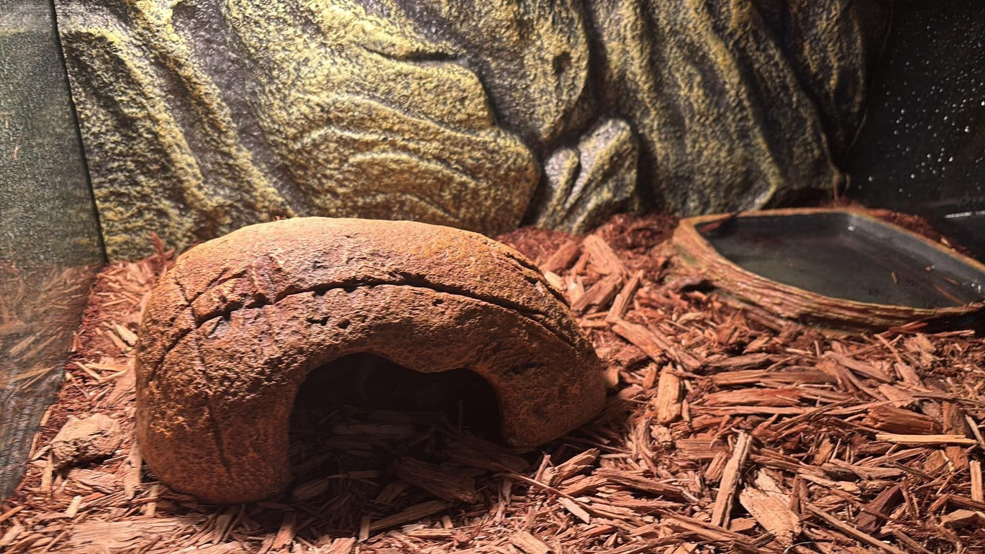 Reptile/enclosure