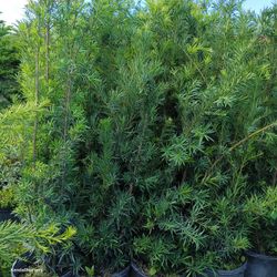 Podocarpus 7gl 6-7ft 🌿💚🏡$26