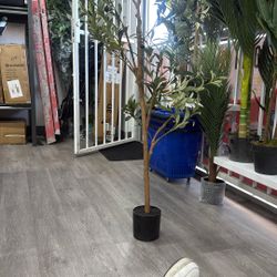 olive tree 4 FT