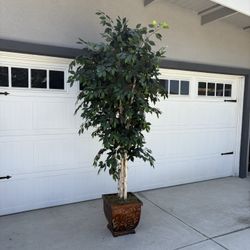 8 Foot Ficus Tree In Tuscan Garden Pot - New Condition 