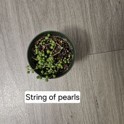 String of pearls
