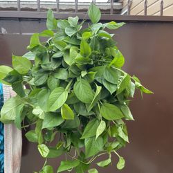 8” jade pothos