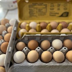 Fresh Eggs $6 A Dozen 