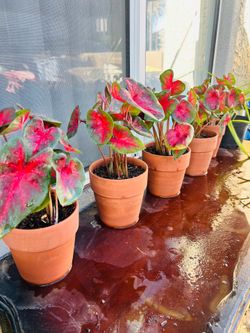 Caladium plants 15  each