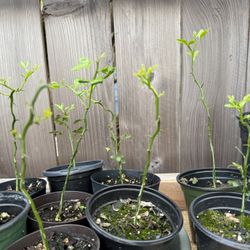 Flying Dragon Cold Hardy Citrus Seedlings 