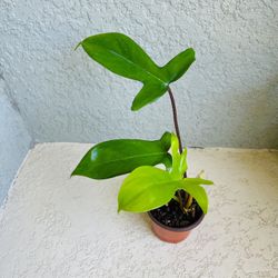 Philodendron  Florida  Plant 