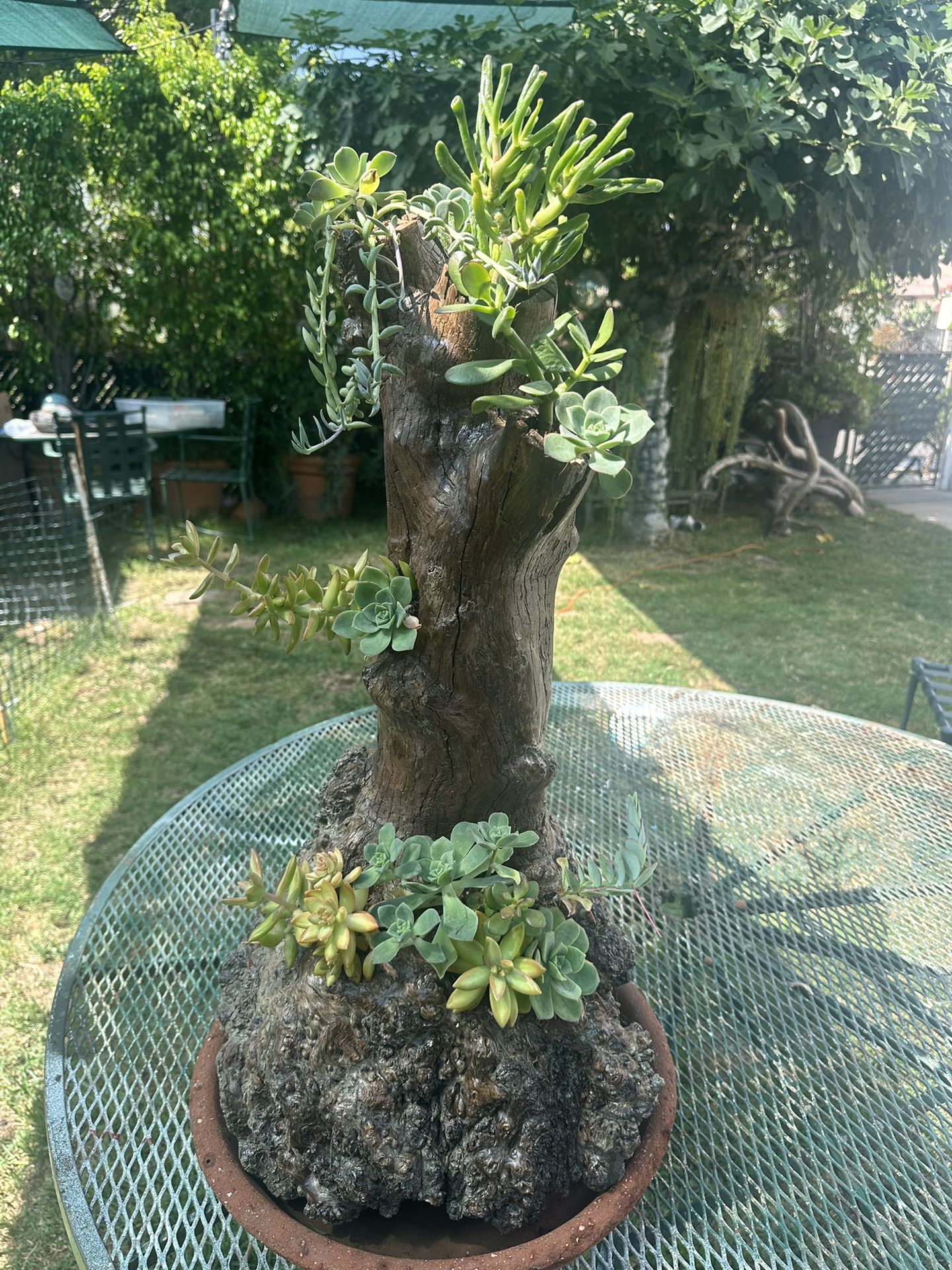 Trunk Succulents