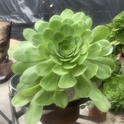 Succulents Big Nice 15 To 5