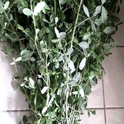 Chipilin leaves