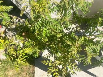 Mature Curry leaf / leaves plant