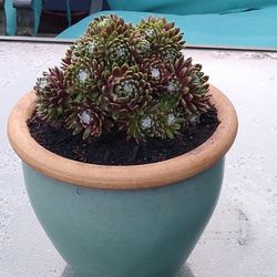 Succulent In Ceramic Planter