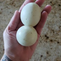 Duck eggs farm fresh