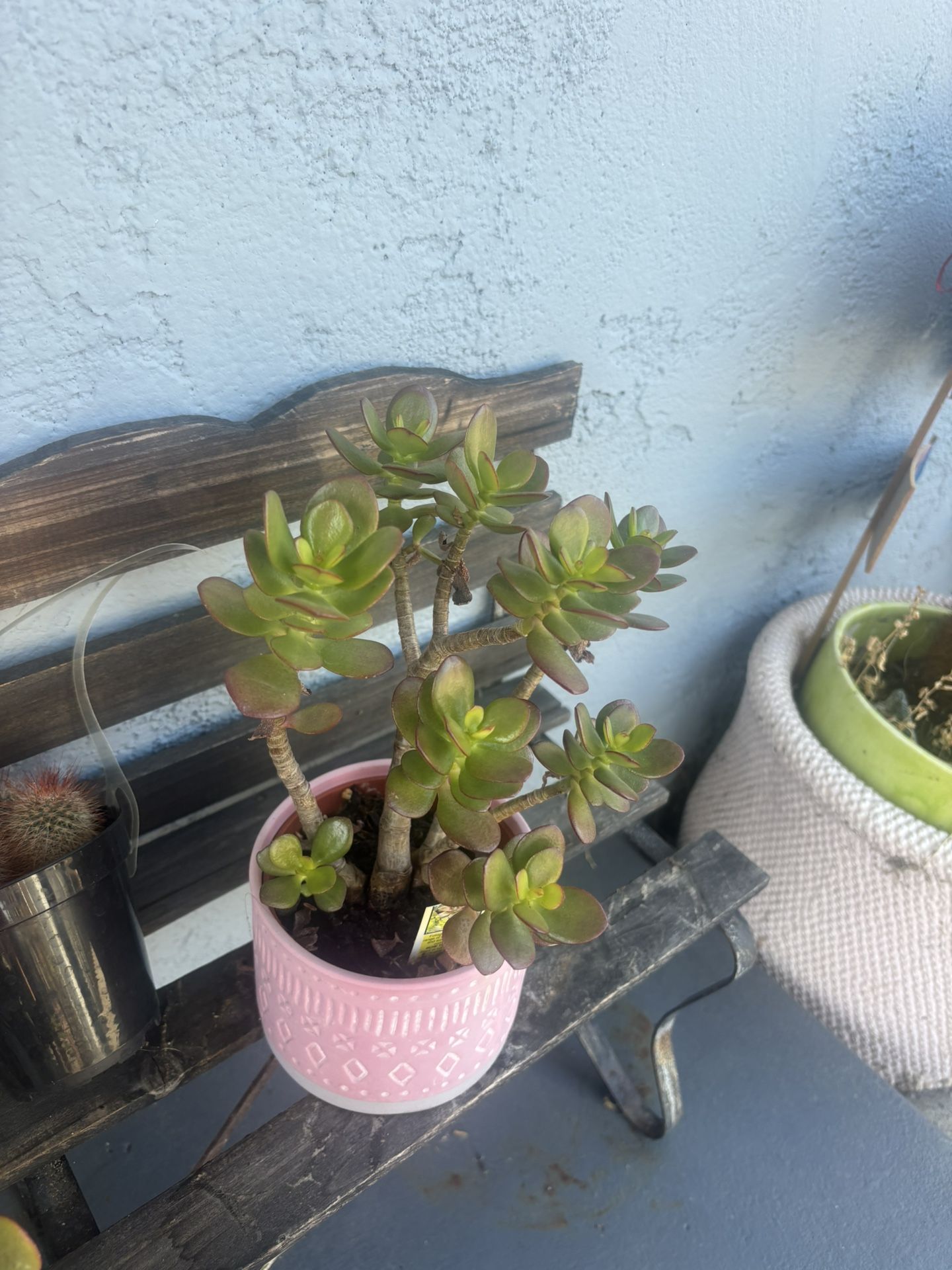 Succulent Plant And Pink Planter Take As Is Price Is Firm