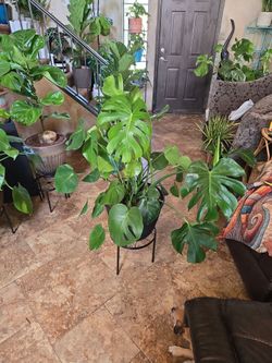 3ft 5in tall large Monstera Plant in new 14in wide  Composite pot with polished stones