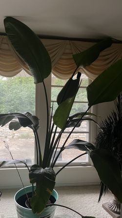 Real Bird Of Paradise Plant
