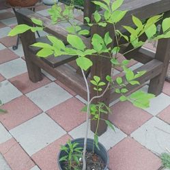 Arbol Fresno