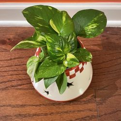 Snow Queen Pothos In Cone Shaped Pot 