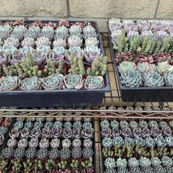 Succulent Plants in Covina