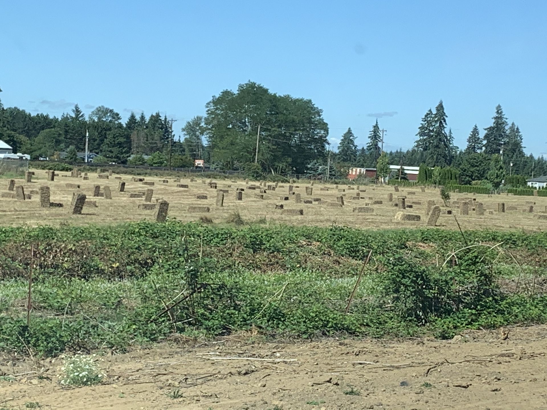 pacas. (bales).
