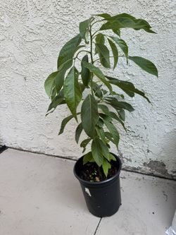 Avocado Trees