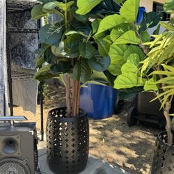 Office Plants/Trees