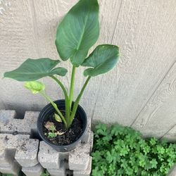 Calla Lilly (white Arum)