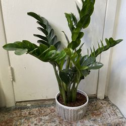 ZZ Plant “8 Inch Ceramic Pot”