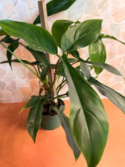 Philodendron Beauty (Regular)- 6inch