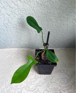 Philodendron   Florida   Plant