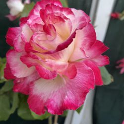 Rose Tree, With  Very Fragrant Flowers In 5 Gallons Pot . Pick Up Only