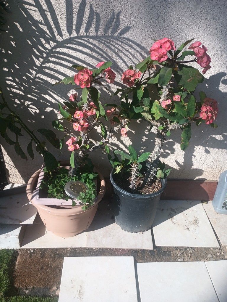 Plants $60 For all