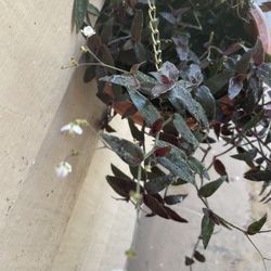 Black tradescantia Hanging plant