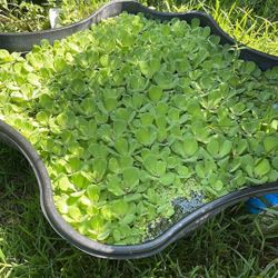 Aquarium/Pond Floating Plants 