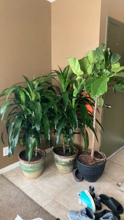 Plants