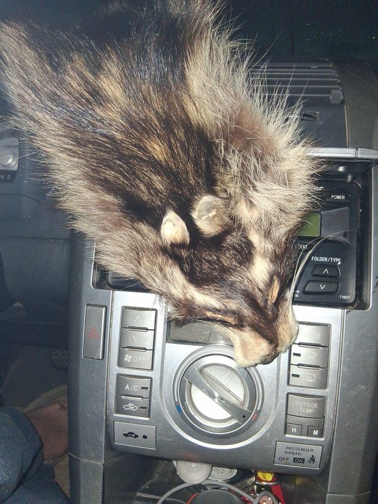 Piel Entera Disecada De Mapache Conpleto 