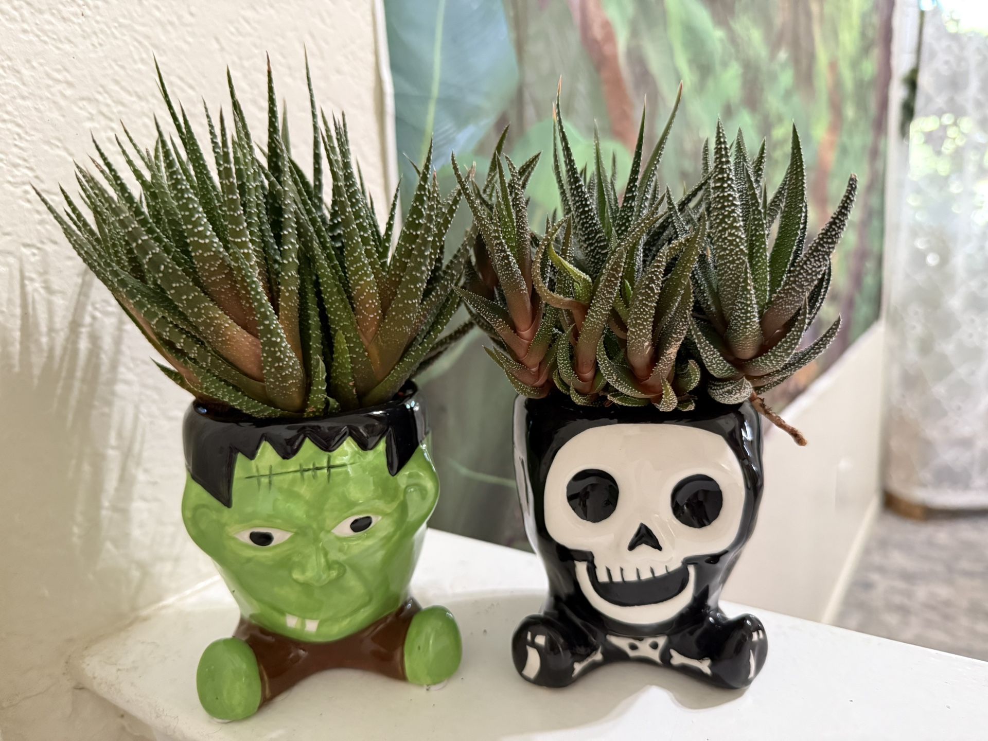 ♥️GORGEOUS Haworthia Succulents👉COMES AS SHOWN IN THE PICTURES