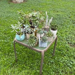 Potted Succulents 
