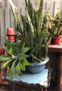 Oreja de burro/ succulent/ outdoor plant