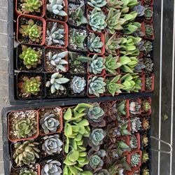 2 Inch Succulents 2$ Each Buy More Than 5 And There1.50$ Each