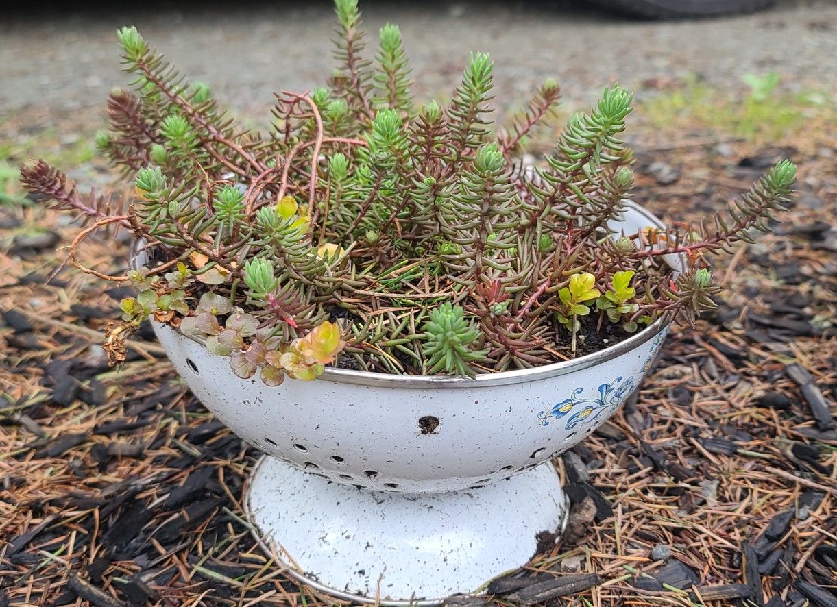 Cute Colander With Succulent Plant