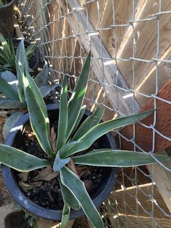 Yucca Gloriosa