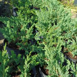 Juniper Hedge Plants 🌿 3gl $6