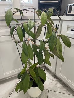 Hoya plant
