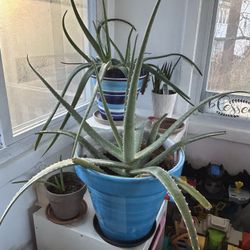 Aloe Plants 