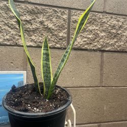 HERMOSAS PLANTAS NATURALES “LENGUA DE SUEGRA OR SNAKE PLANT “
