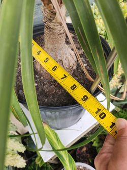 Ponytail palm tree