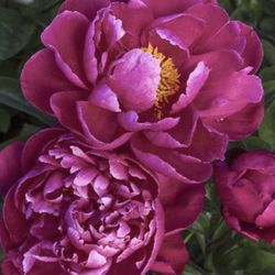 Perennial Peony Sara Benhart 