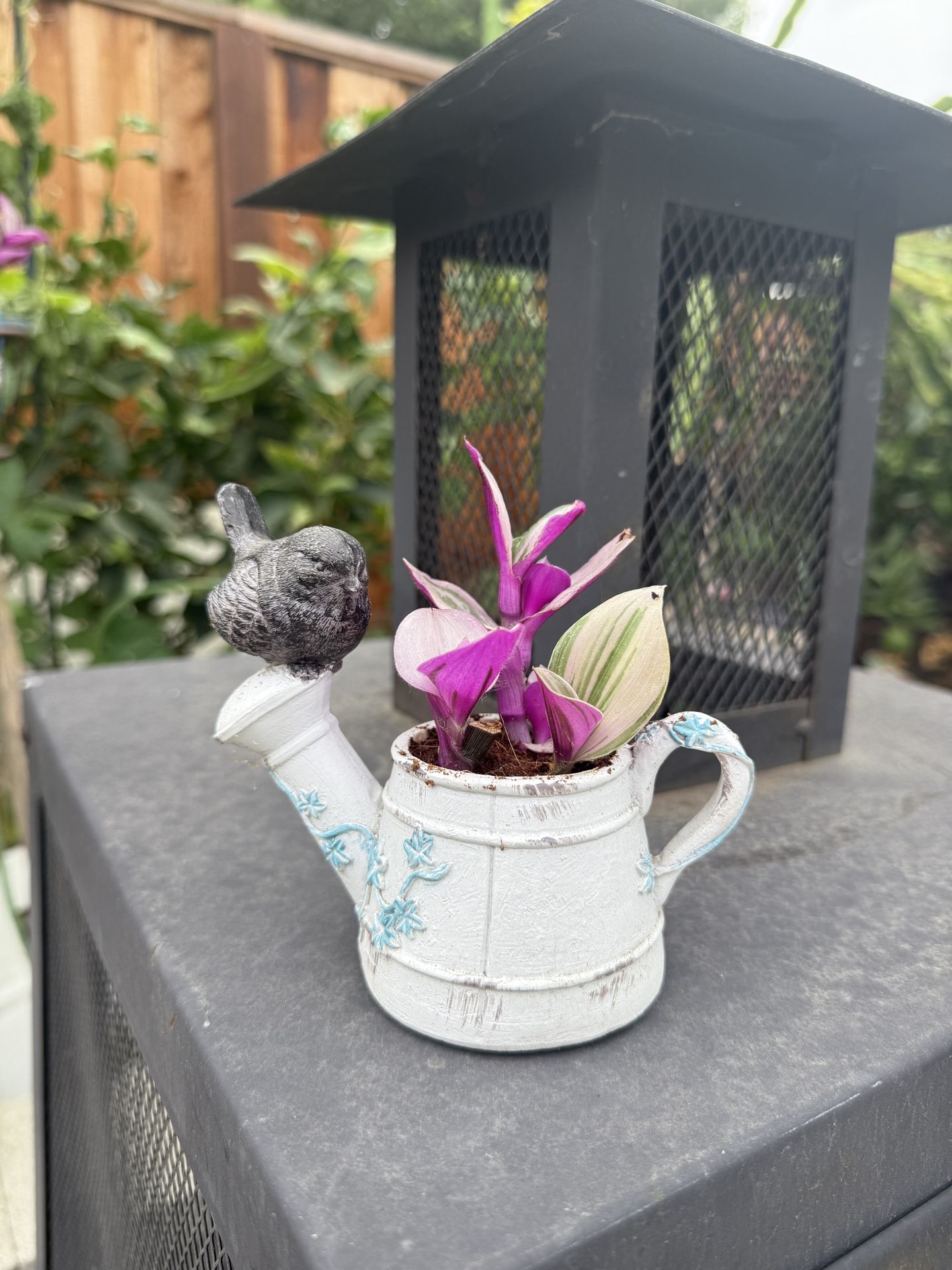 Tradescantia In Pot