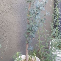 Pinzan o guamuchil