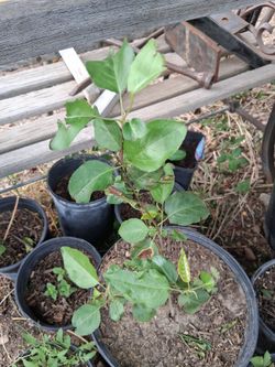 Diferent  plants